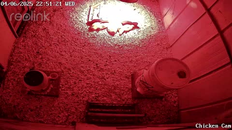 Millar Time Chicken Cam