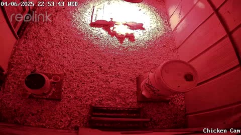 Millar Time Chicken Cam