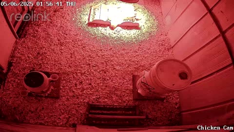 Millar Time Chicken Cam
