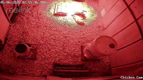 Millar Time Chicken Cam