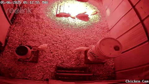 Millar Time Chicken Cam