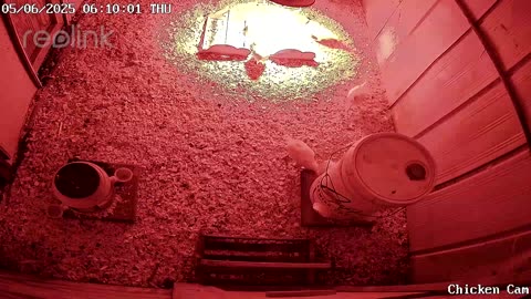 Millar Time Chicken Cam