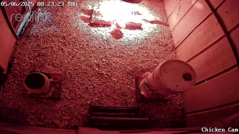 Millar Time Chicken Cam