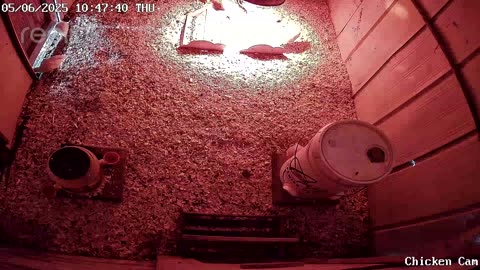 Millar Time Chicken Cam