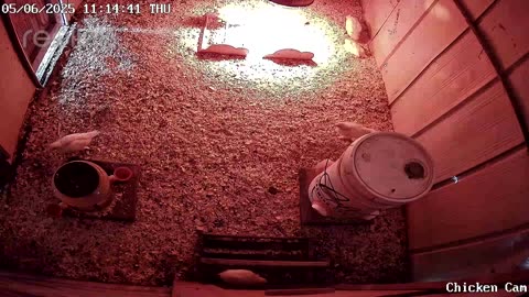 Millar Time Chicken Cam