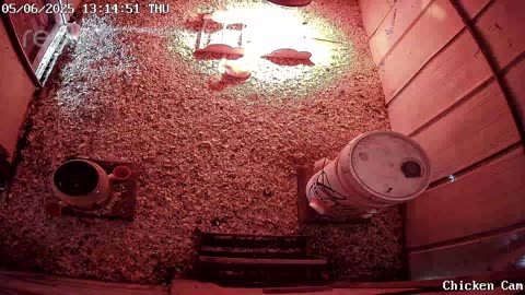 Millar Time Chicken Cam