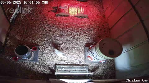 Millar Time Chicken Cam
