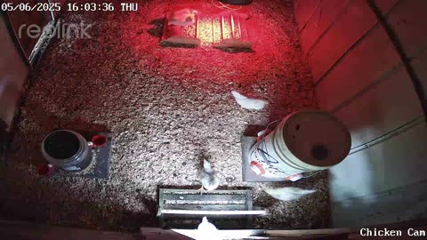 Millar Time Chicken Cam