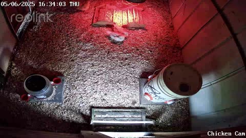 Millar Time Chicken Cam
