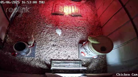 Millar Time Chicken Cam