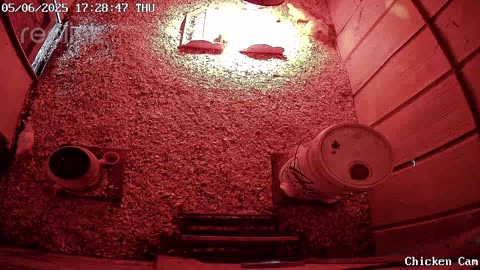 Millar Time Chicken Cam