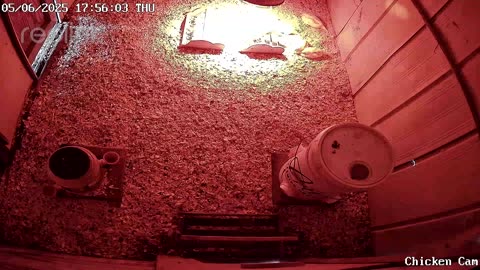 Millar Time Chicken Cam