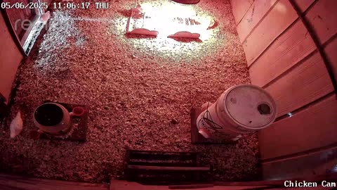 Millar Time Chicken Cam