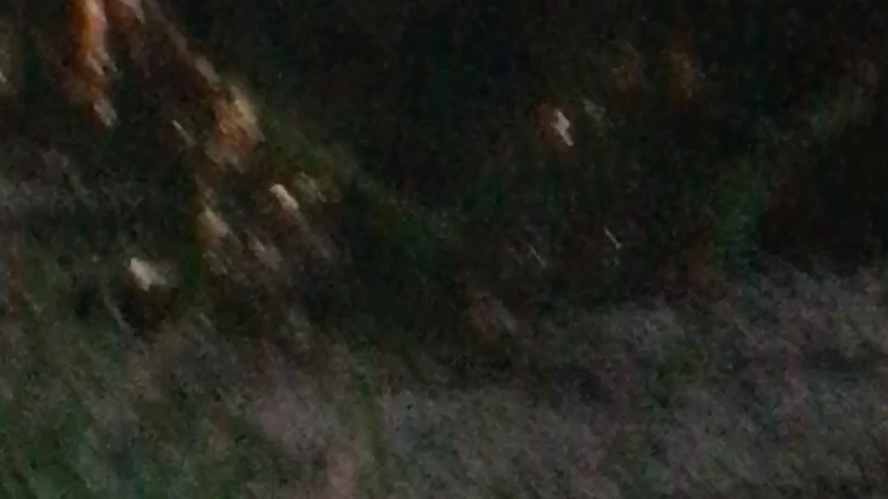 Early Morning Beaver