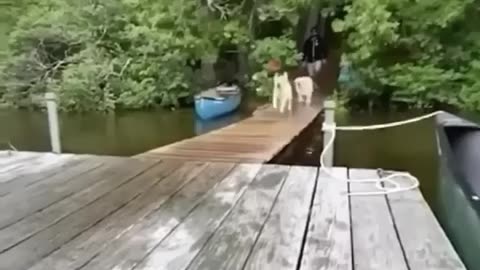Funny animal video