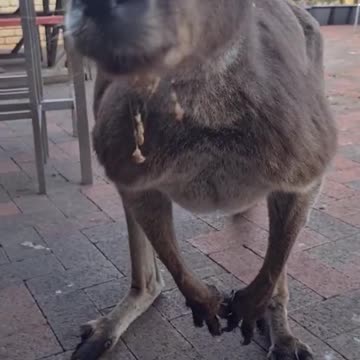 Kangaroo diaries only in Australia 🇦🇺