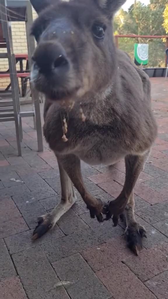 Kangaroo diaries only in Australia 🇦🇺