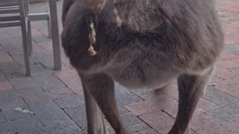 Kangaroo diaries only in Australia 🇦🇺