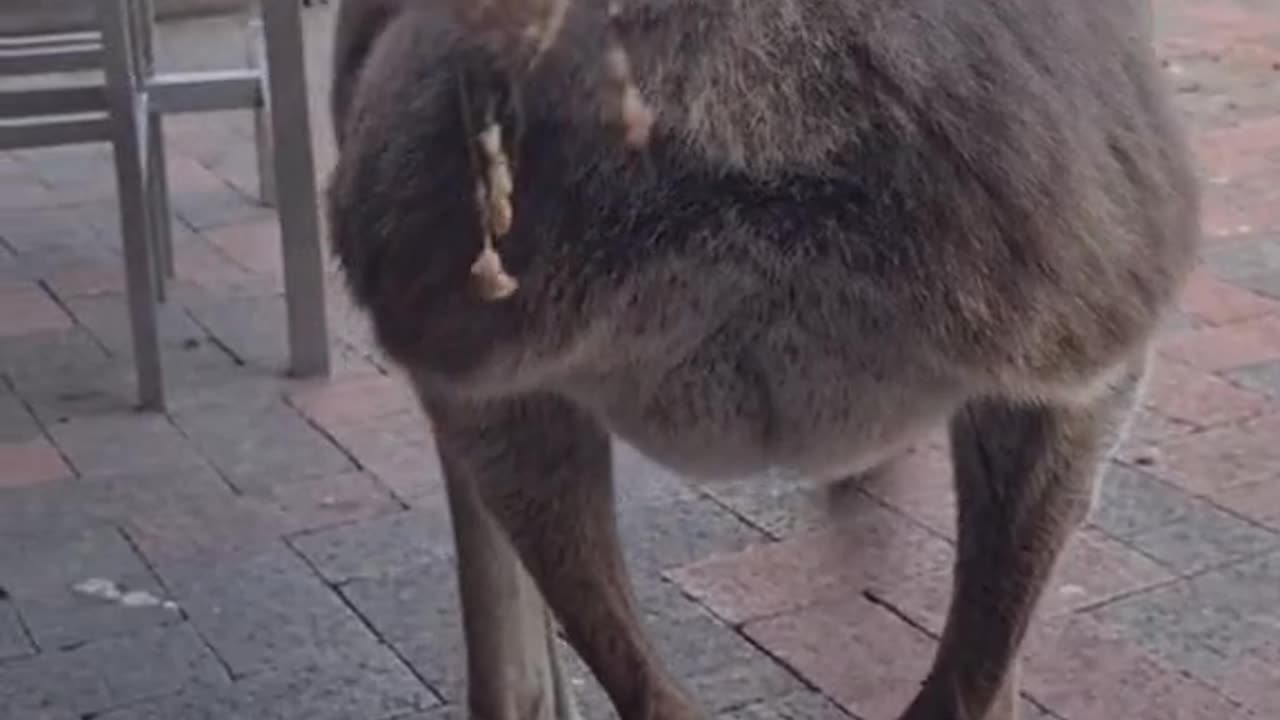 Kangaroo diaries only in Australia 🇦🇺