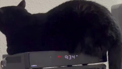 Cute Precious Piper Balances Herself on the Cable Box - My Adopted Shelter Cat Vlog
