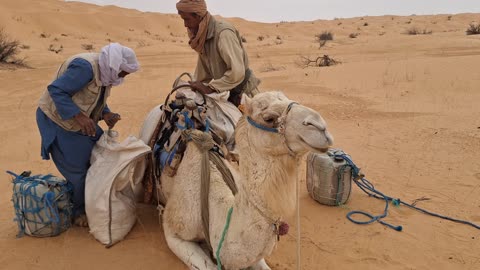 Ahmed & Ali load the camel, April 6, 2025