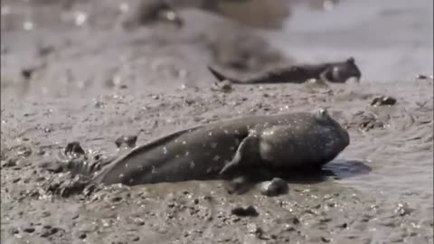 Mudskippers: The Fish That Walk on Land.