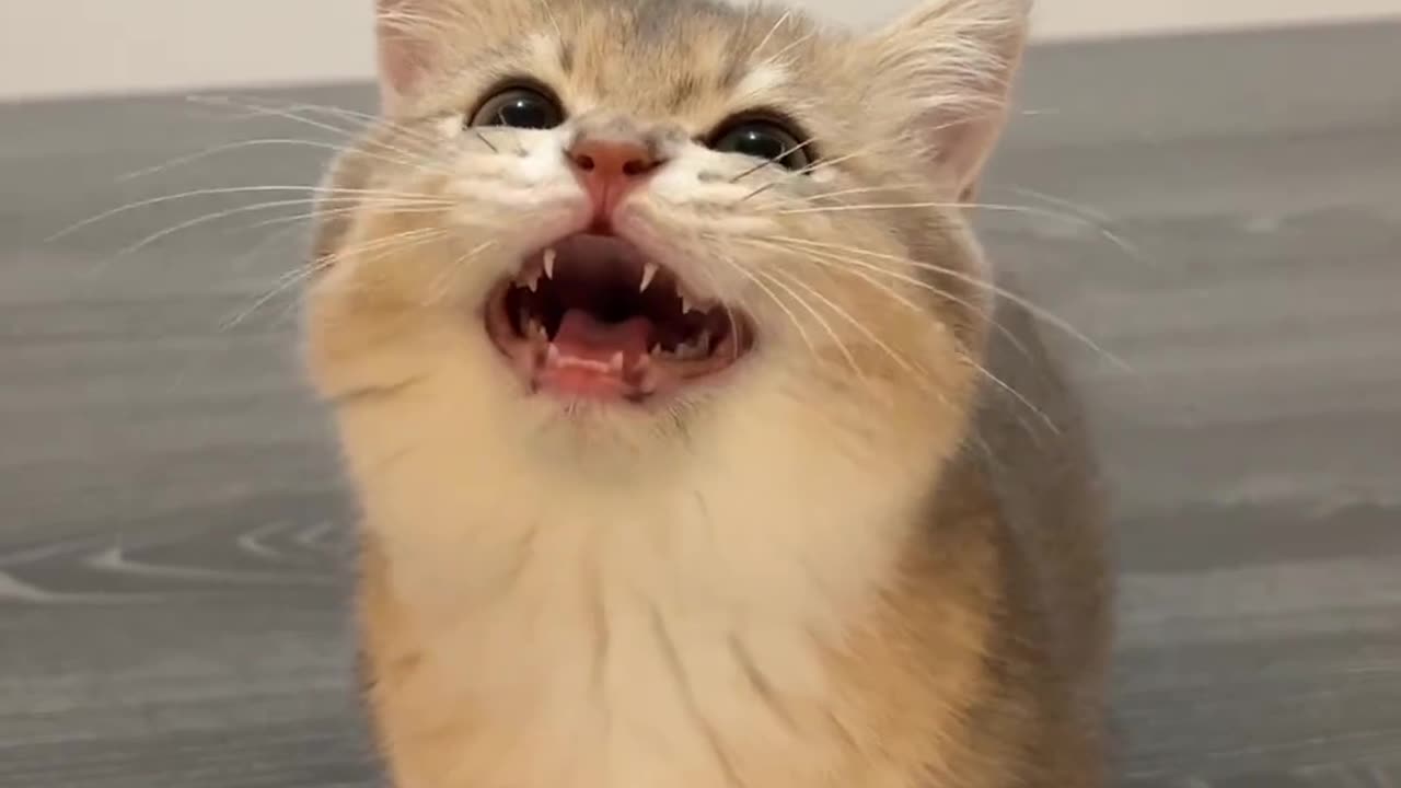⚠️"Warning: Extreme Cuteness Detected!"💖🥺