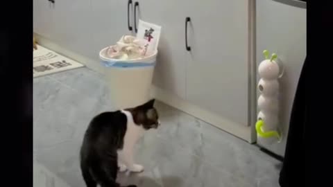 Asi este gato no puede entrar a la nevera jajaja