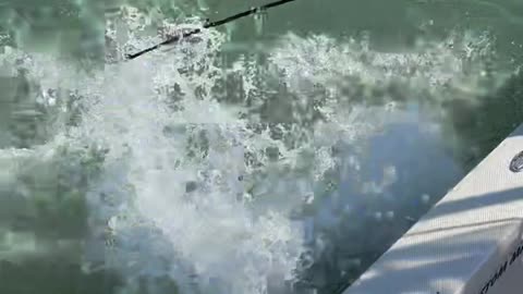 Tarpon Fishing Becomes Contact Sport
