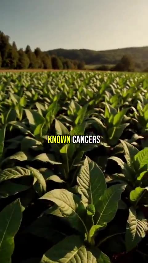 Bryan Ardis to tell the world about his mind blowing research on Nicotine...