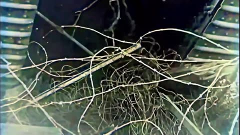 11- Ghosts in the Wire -WW1 Inspired Trench Music - Colourized Footage