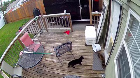 This cat calls his owners for help