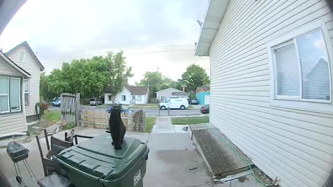 Cat Misjudges Jump, Thuds Against Front Door