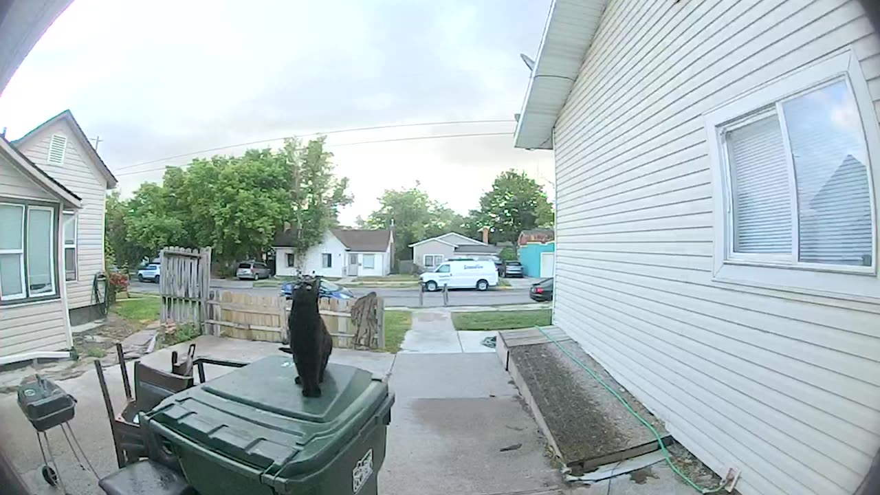 Cat Misjudges Jump, Thuds Against Front Door