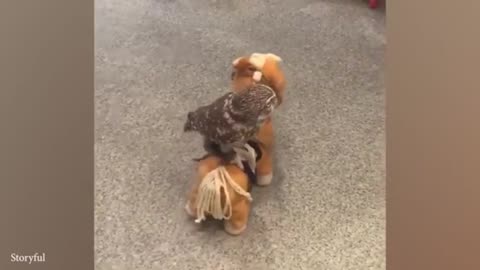 Funny Animal Fails #24