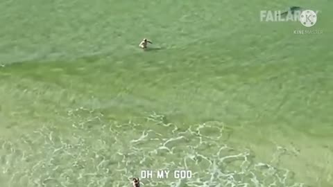 Funny Animal