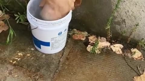 Funny animals