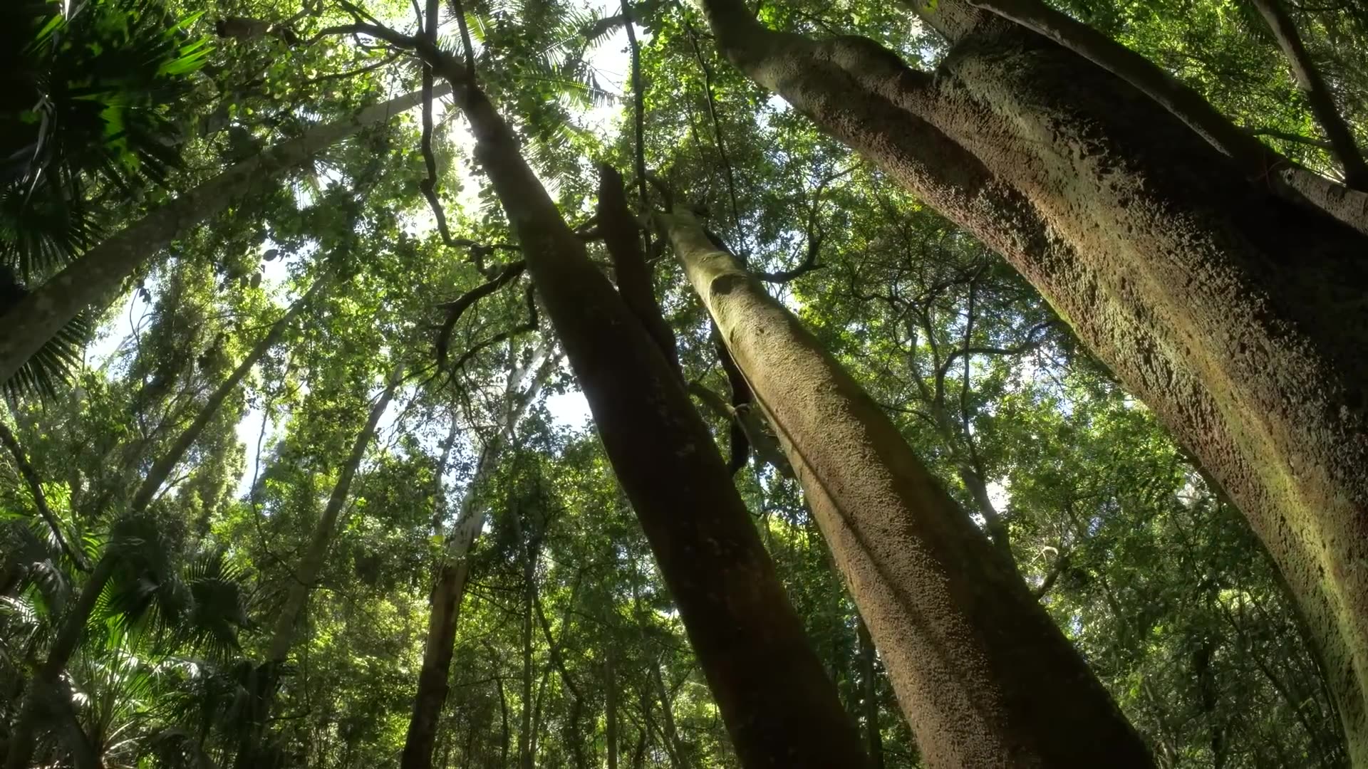 The Forgotten Reactor: Jean Pain’s Natural Power Plant (Heat, Hot Water & Biogas)