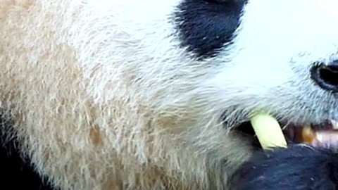 A Fashion Designer Who Introduced Panda to the West