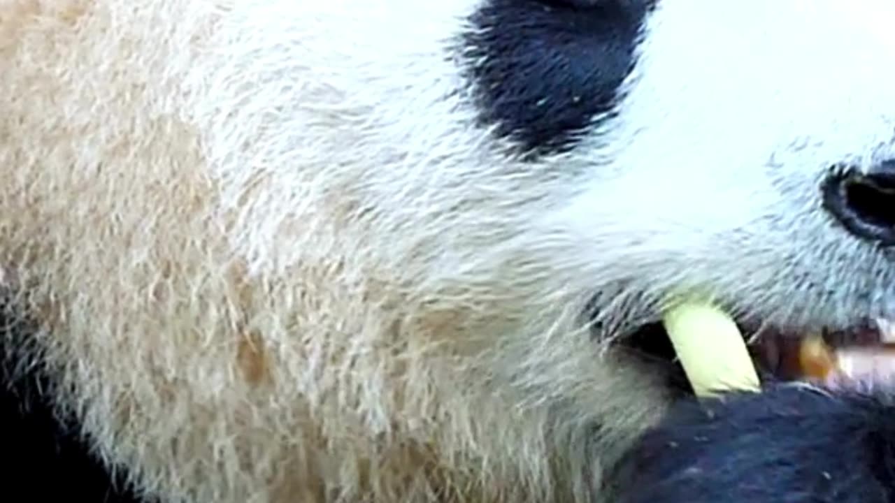 A Fashion Designer Who Introduced Panda to the West