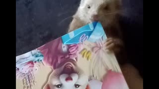Bag of Ferret?
