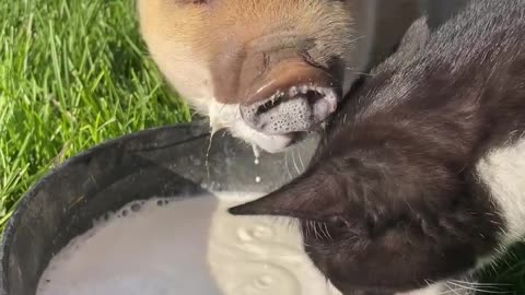 Baby Pigs Drinking Milk is way too Cute! cartercountrymeats.com