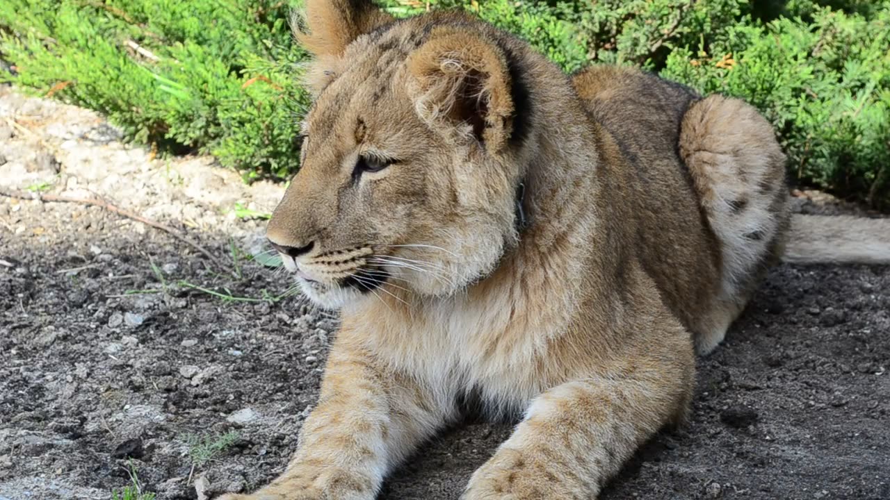Lioness resting in the shade