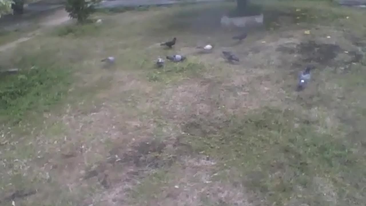 Several pigeons eating on grass small foods, next to bushes and a building [Nature & Animals]