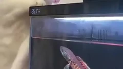😂🐱 Cat Stalking Fish Tank! | FunFM