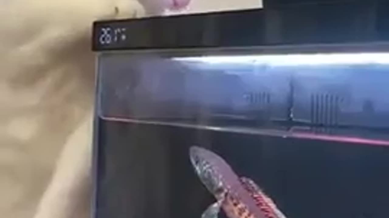 😂🐱 Cat Stalking Fish Tank! | FunFM