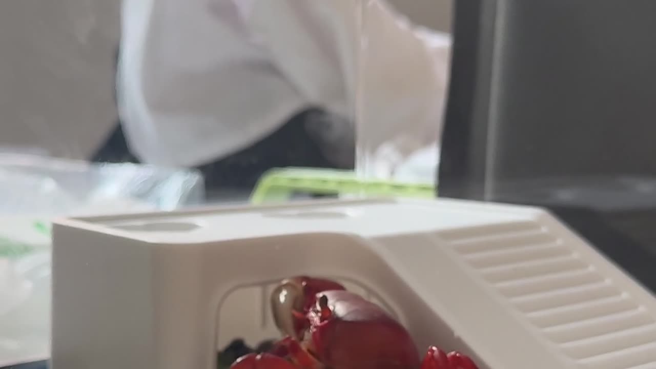 🤩✨ This Pet Crab's Bath Will Melt Your Heart! | FeedMyCuriosity