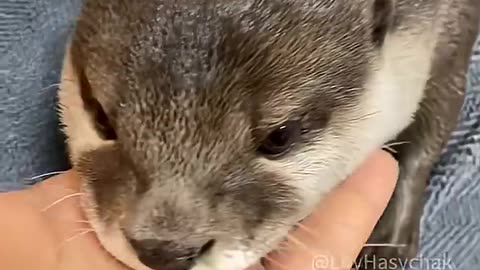 Why Everyone Falls in Love With Otters