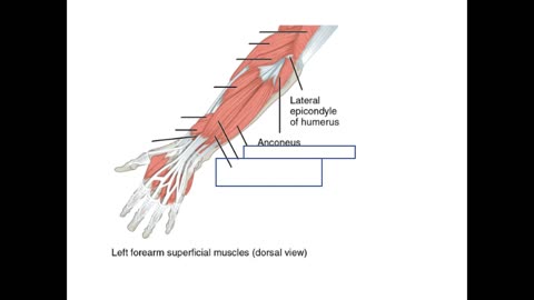 Practice identifying Muscles of the Arm