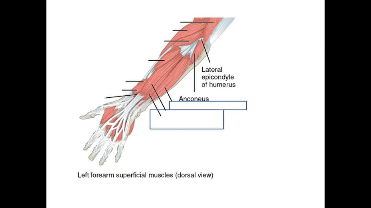 Practice identifying Muscles of the Arm